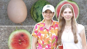 Dưa hấu 'size trứng gà': có gì lạ ngoài kích cỡ?