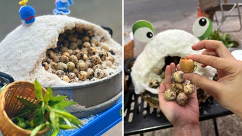 Trứng cút ủ muối trong 'hang ếch' thành trend