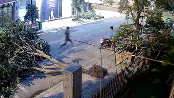 Thanh niên ăn trộm làm bật gốc cây xoài