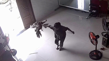 Gà trống hổ báo và cái kết cả nhà có bữa trưa ngon miệng