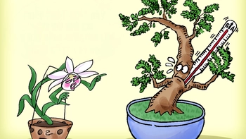 Loại cây rừng định lặp lại 'kỳ tích' lan đột biến