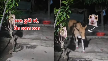 Bố gọi 'con gái' vào ăn cơm như bình thường nhưng lại khiến dân mạng bất ngờ