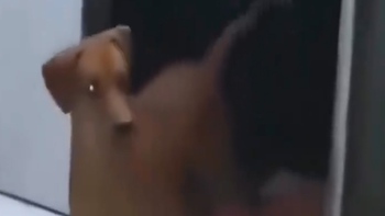 Chú chó ngơ ngác khi thấy ông chủ chịu đòn thay mình