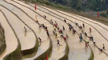 'Đua leo ruộng bậc thang' gây bão mạng