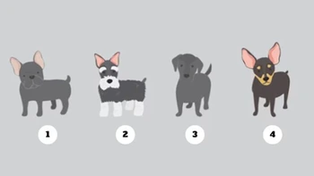 Quiz: Bạn phản ứng thế nào khi được yêu cầu?