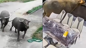 Hai con trâu chạy xồng xộc vào nhà dân xin ngụm nước uống đỡ khát