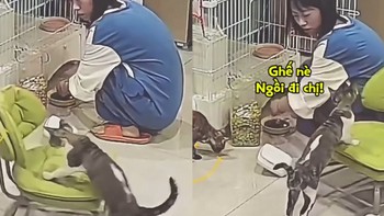 Chú mèo biết lấy ghế cho cô chủ ngồi