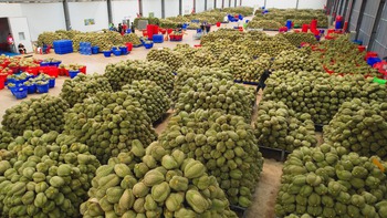 Đề nghị Bộ Công an xử lý việc mua bán mã số, làm sai lệch kết quả kiểm nghiệm nông sản, sầu riêng