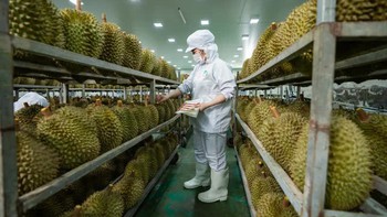 Cập nhật tư duy cũ về sầu riêng