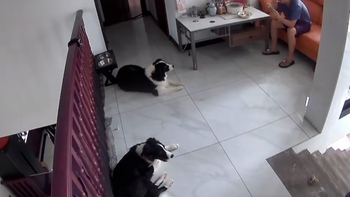 Hai chú chó dùng kế 'điệu hổ ly sơn' lừa ông chủ