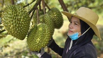 Xuất khẩu sầu riêng vào Mỹ, Hàn… tăng mạnh nhưng vẫn còn nhiều nỗi lo