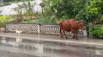 Chú chó thông minh giúp gia chủ chăn bò