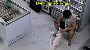 Chú mèo dùng chiêu 'mỹ nhân kế' để đòi lại chiếc ghế yêu thích