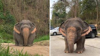 Sự thật về bức ảnh chú voi con 'cute phô mai que' đang viral