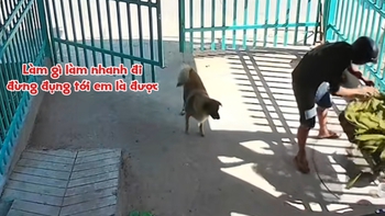 Chú chó khiến gia chủ tức không nói nên lời khi xem lại camera