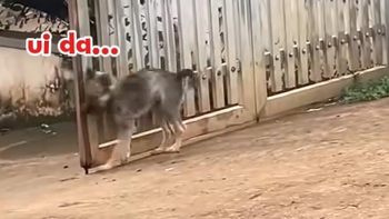 Ngại hết cả 'cậu Vàng'