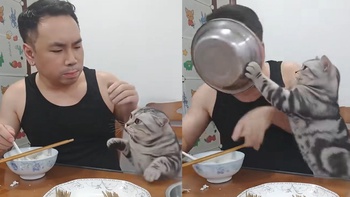 Cậu chủ bị mèo cho 'ăn đòn' vì tham ăn