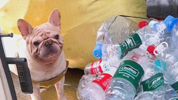 Chú chó kiếm hàng trăm triệu đồng nhờ nhặt ve chai