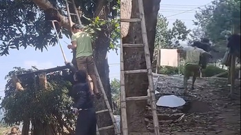 Bị ong đốt vì nghịch dại