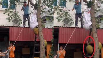 Tuyệt chiêu hái mít khiến ai cũng bất ngờ