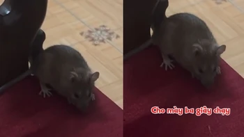 Chú chuột lì đòn