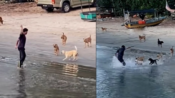 Chàng trai hú hồn khi hù dọa đàn chó bị chúng tấn công
