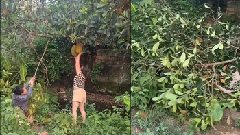 Hai người phụ nữ kéo gãy cành cây khi hái mít