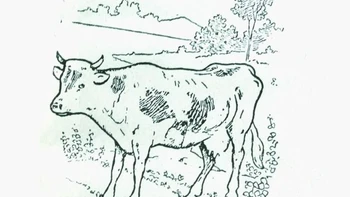Thử tài tinh mắt: Cô gái vắt sữa bò ở đâu?