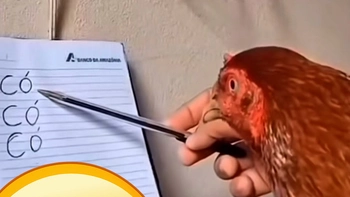 Dạy gà đọc chữ