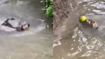 Nhà nuôi được chú chó đáng đồng tiền bát gạo