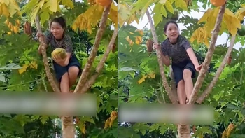 Cô gái leo cây hái đu đủ 'ngã dập mông' 