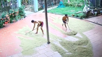 Cào lúa chạy mưa vừa xong thì trời nắng to