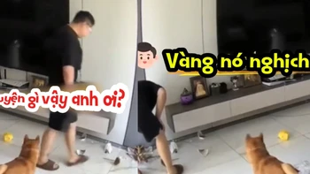 Chú chó ngơ ngác vì bị ông chủ đổ lỗi