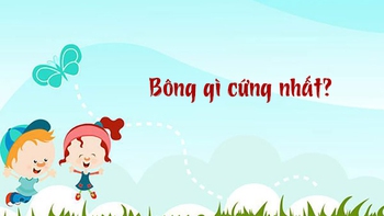 Bông gì cứng nhất?