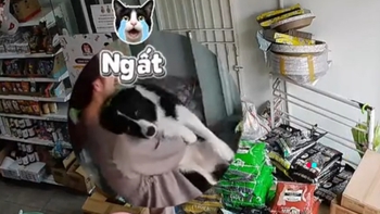 Chú chó ngất xỉu khi nghe 'trộm chó' rủ đi chơi