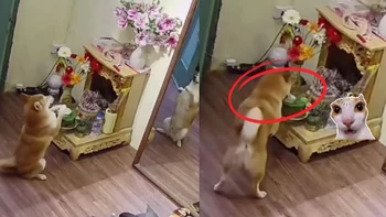 Gia chủ bất ngờ với hành động 'lạ' của chú chó cưng