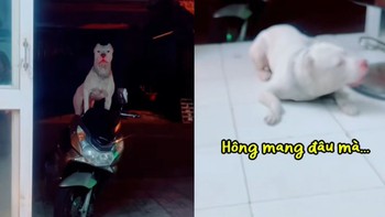 Chú chó giận dỗi khi cậu chủ bắt đeo rọ mõm mới cho đi chơi
