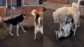 Chó 'đại ca' có màn dạy dỗ khiến đàn em sợ ra mặt