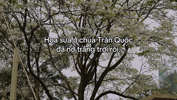 'Hoa sưa chùa Trấn Quốc nở trắng trời rồi' là gì mà thành mật mã tình yêu?