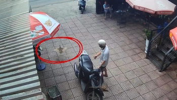 Ông chú ngậm ngùi nhìn chú chim trĩ bay mất ngay trước mắt