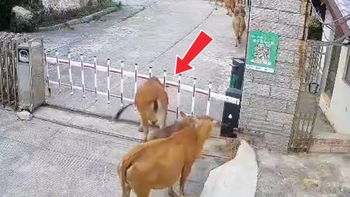 Chú bò cứng đầu nhất năm