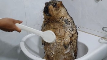 Khi sóc đất marmot cũng đi... 'bán quạt', có gì để coi?