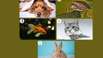 Quiz: Bạn tốt bụng hay là người sống theo nguyên tắc?