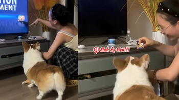 Chú chó hào hứng với màn ảo thuật của cô chủ