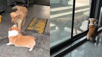 Mọi chuyện đều được giải quyết sau tấm kính