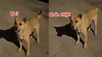 Ngại hết cả chó
