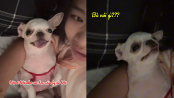Chú chó điệu đà nổi cáu khi bị chê xấu
