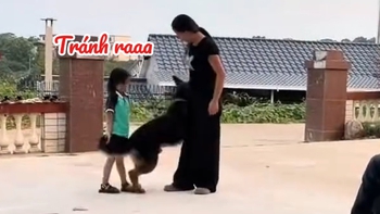 Chú chó thông minh biết bảo vệ cô chủ