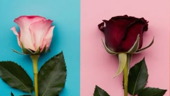Quiz: Bạn nhường nhịn hay quyết đoán?