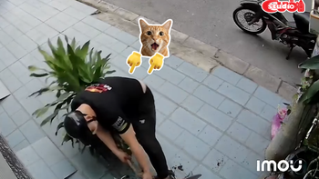 Tên trộm nhổ cây phát tài để lấy chậu kiểng